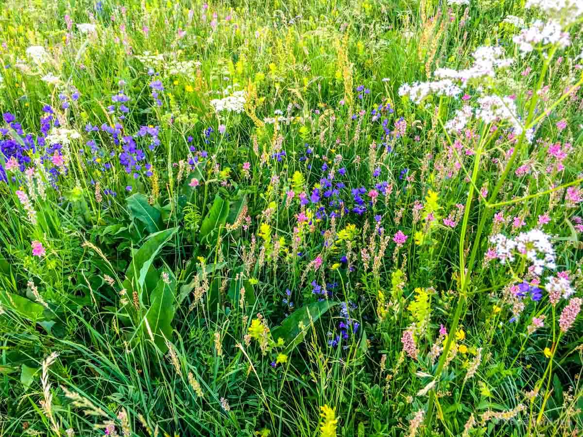Lush summer flowers from a hiking trail
