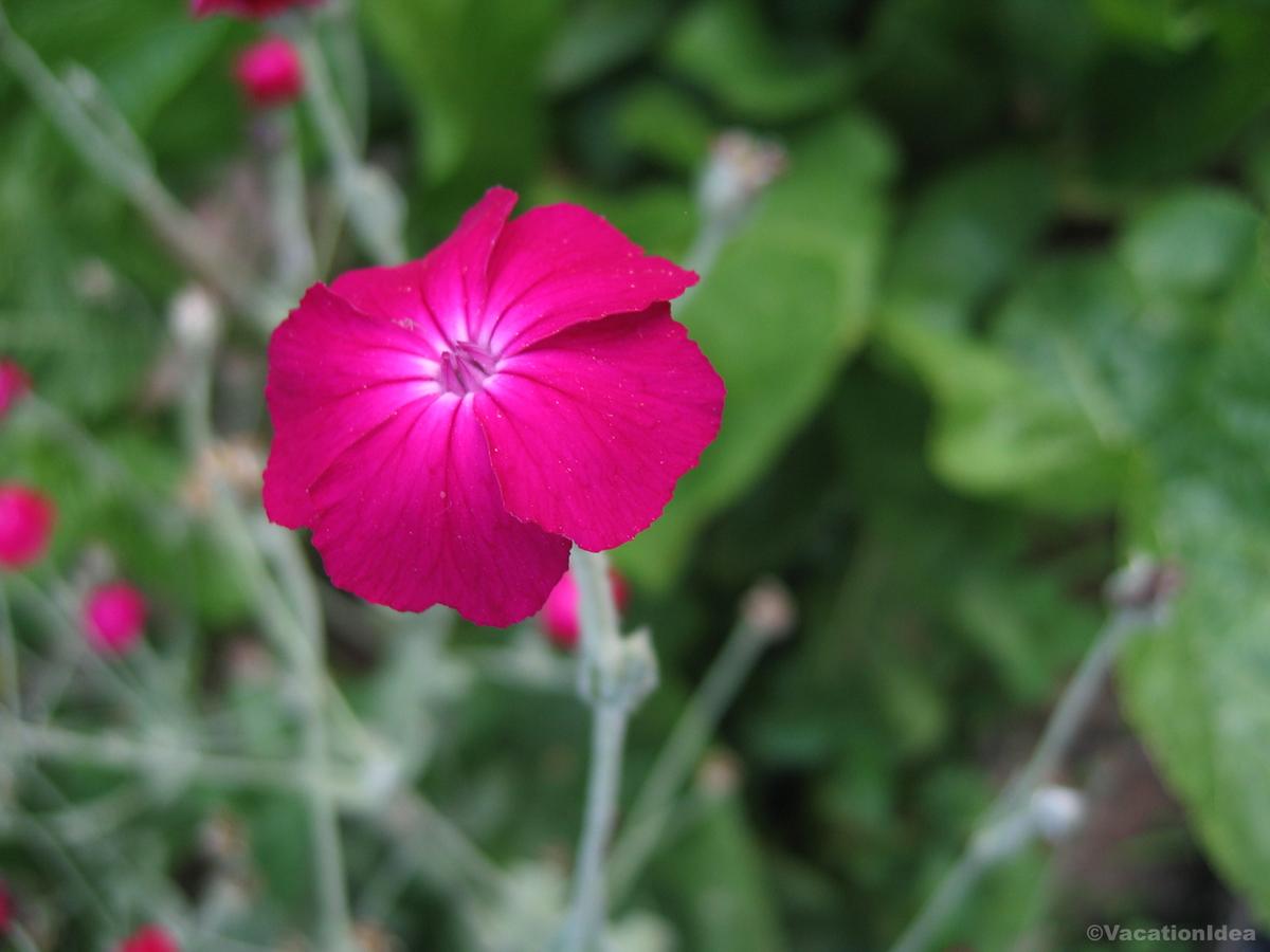 I took this photo in the park