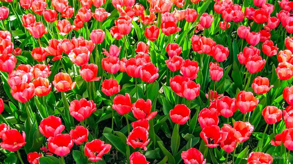 My photo of tulips in Pella