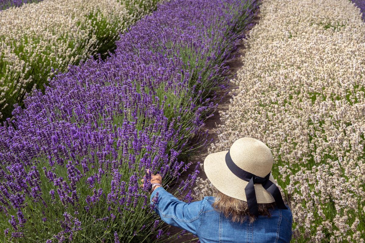 Lavender Field in Sequim