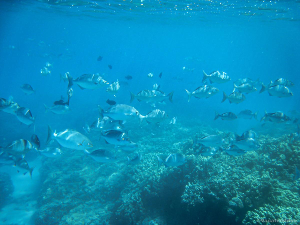 My photo of snorkeling with heaps of fish