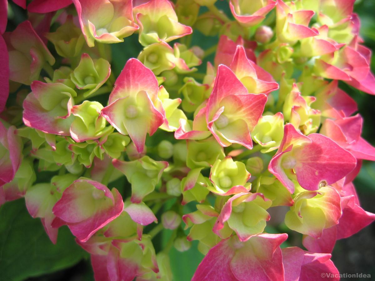 I took this flower photo on my trip