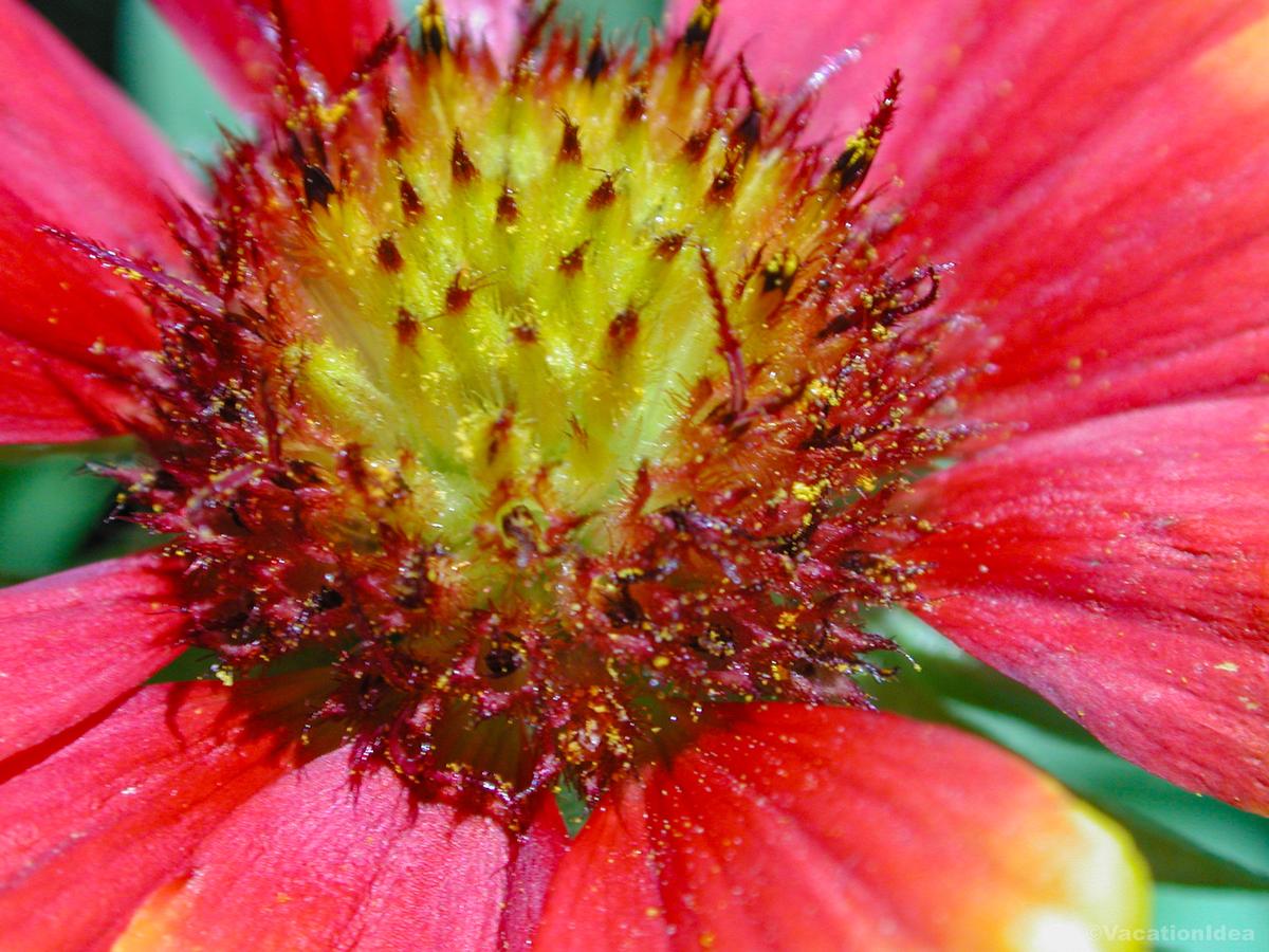 My flower photo in the Midwest