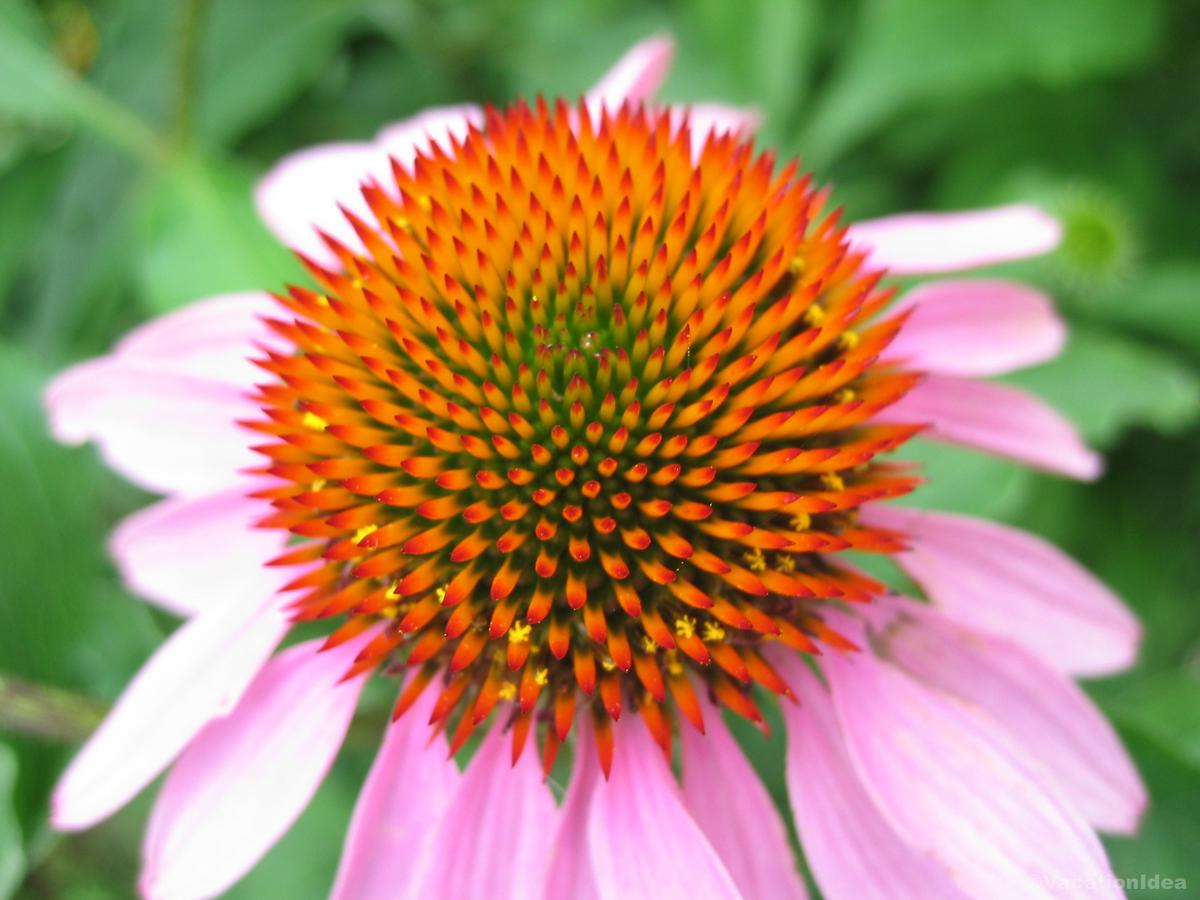 My photo at the botanical garden