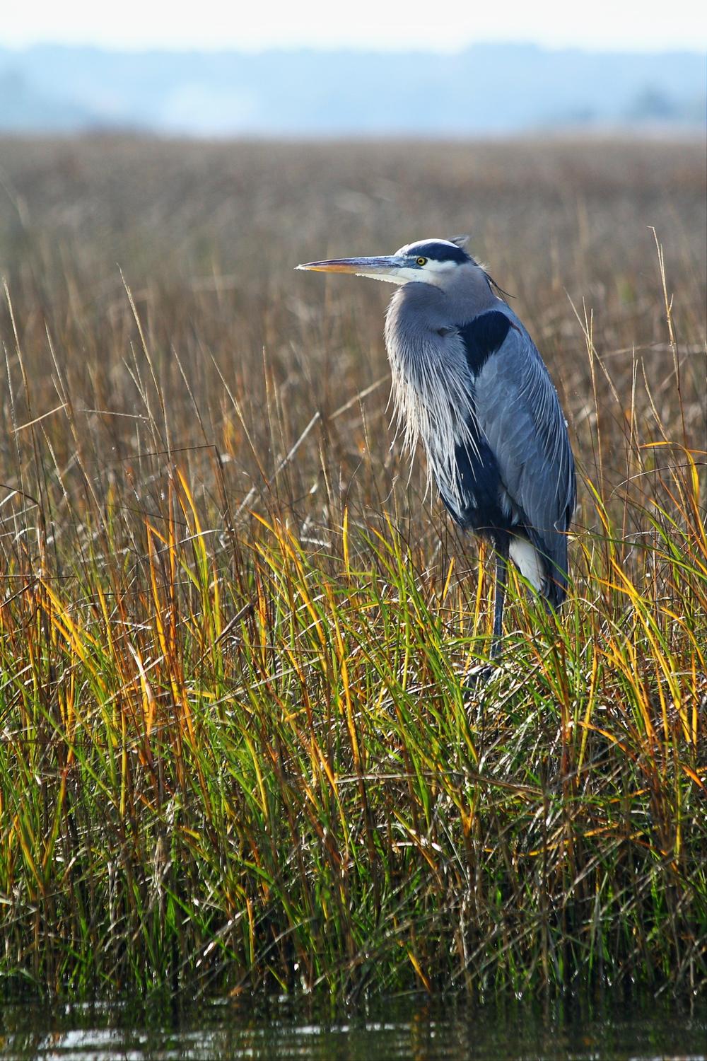 Masonboro Island - 30 minutes by boat from Wrightsville Beach