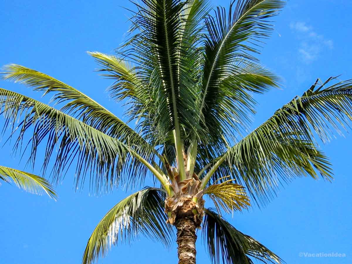 My photo of a palm tree in Miami
