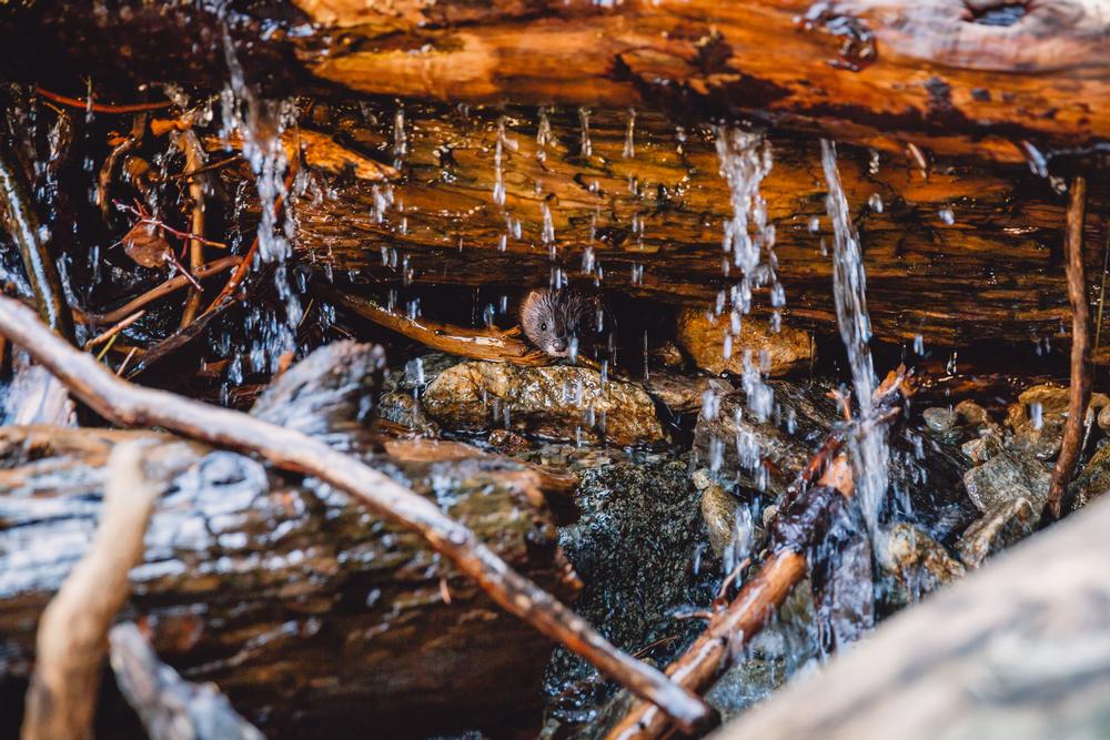 Cold Water Falls - 1 hour from Huntsville