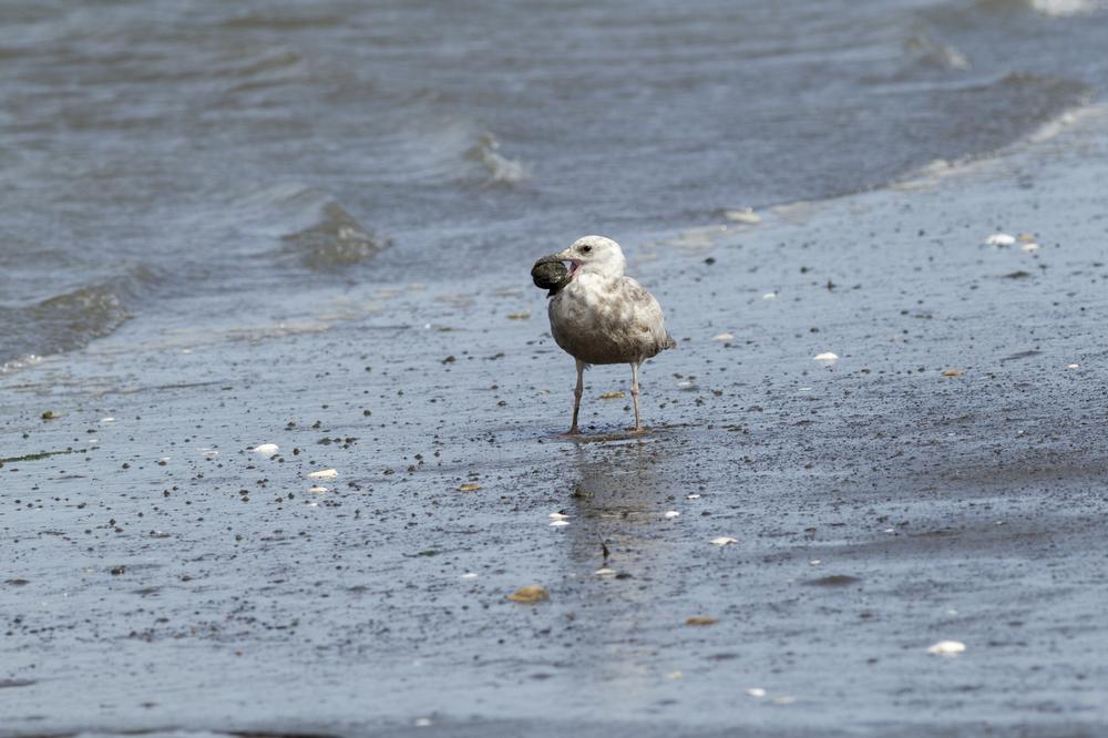 Walk along driftwood-strewn shores and watch for migrating birds.
