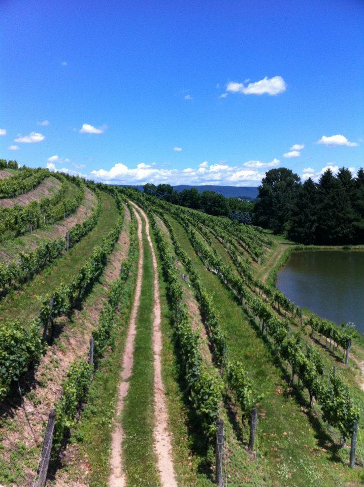 Blue Mountain Vineyards & Cellars | Poconos Wine Country: Scenic Vineyards & Local Favorites