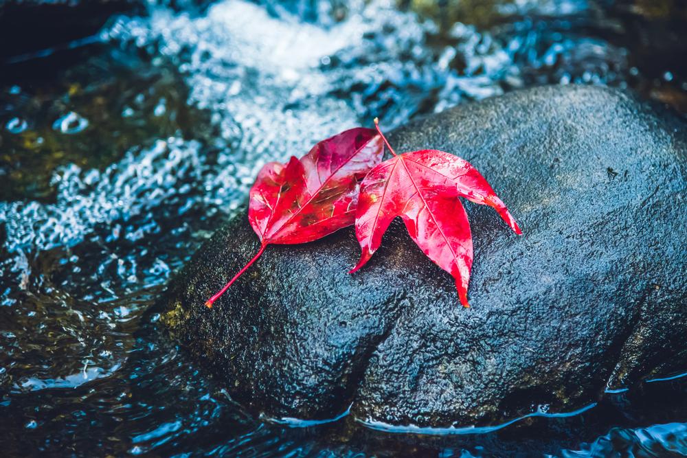 Fall foliage next to a waterfall