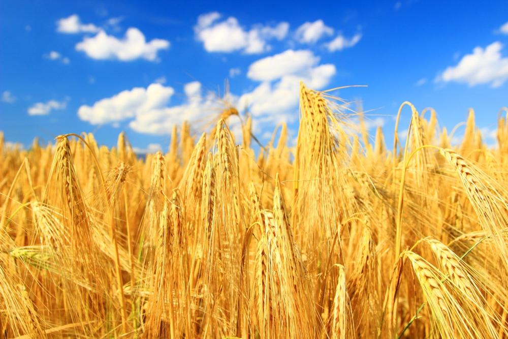Discover rolling farmland and visit quiet local cafés on a relaxed retirement drive.