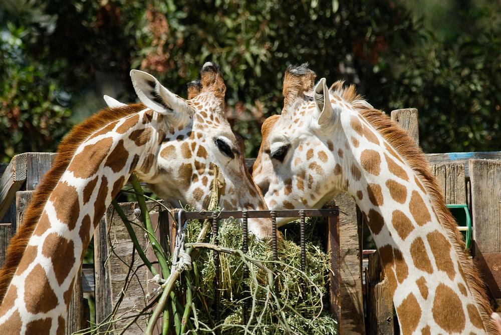 Oakland Zoo | Zoos in the U.S.