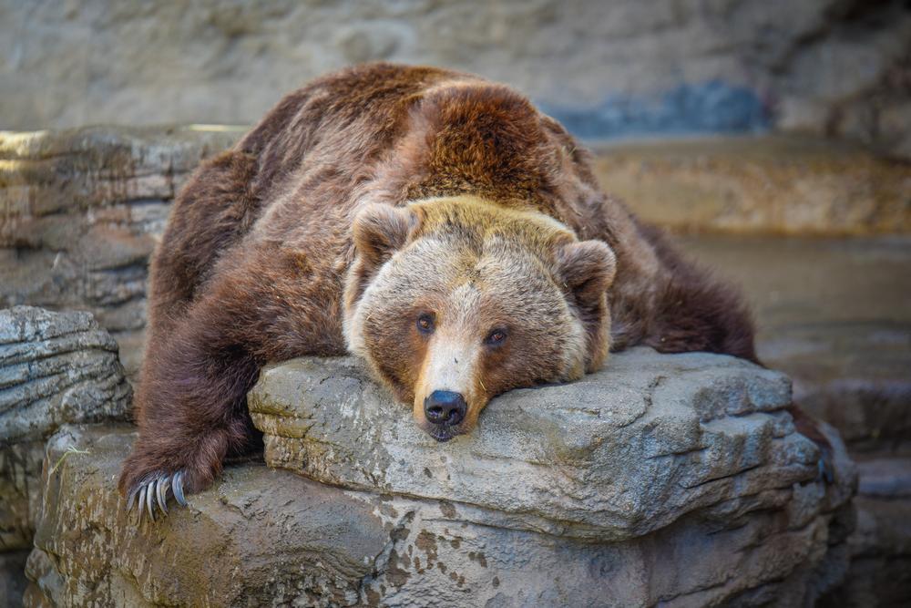Roam Wildlife Wonders in the Heart of Denver Zoo