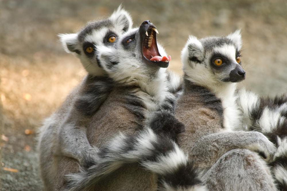 If You’re Ready for Close-Up Animal Encounters, Visit Cincinnati Zoo