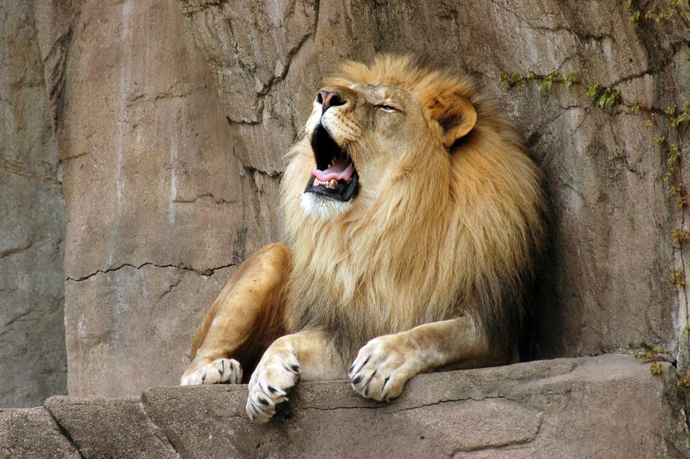 If You Love Immersive Exhibits and Expansive Grounds, Explore Brookfield Zoo