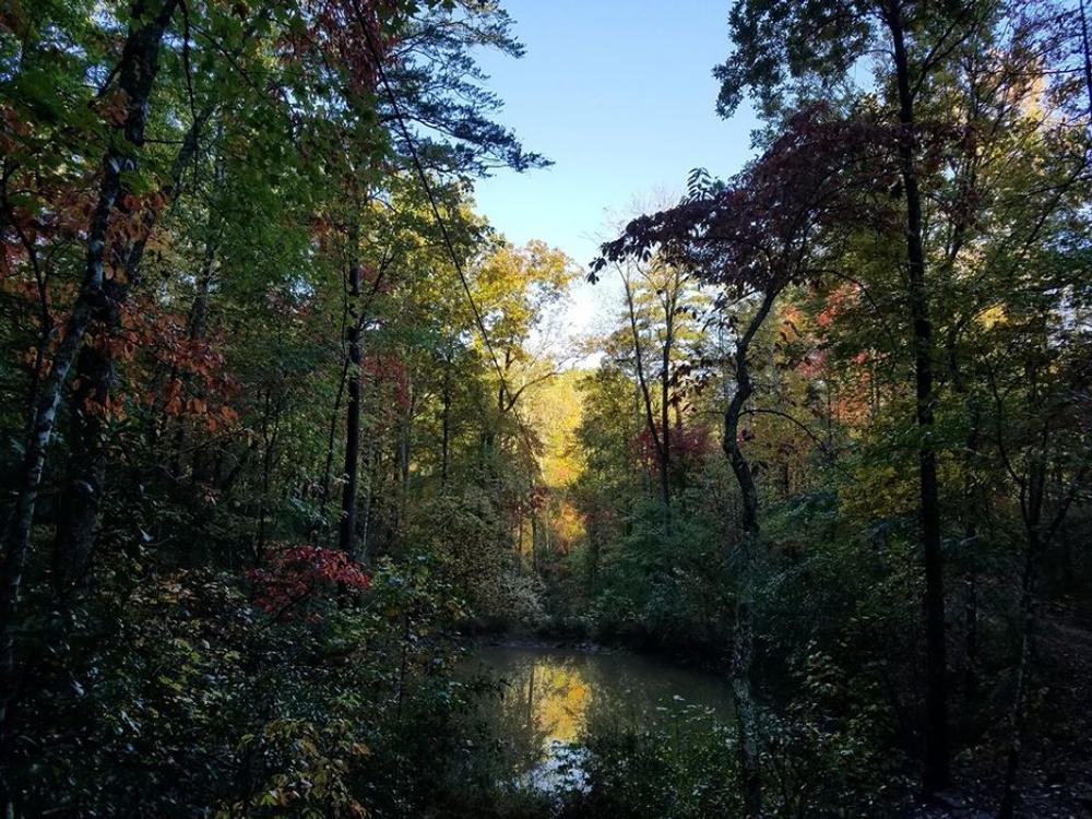Zip, Climb, and Adventure at Canopy Ridge Farm