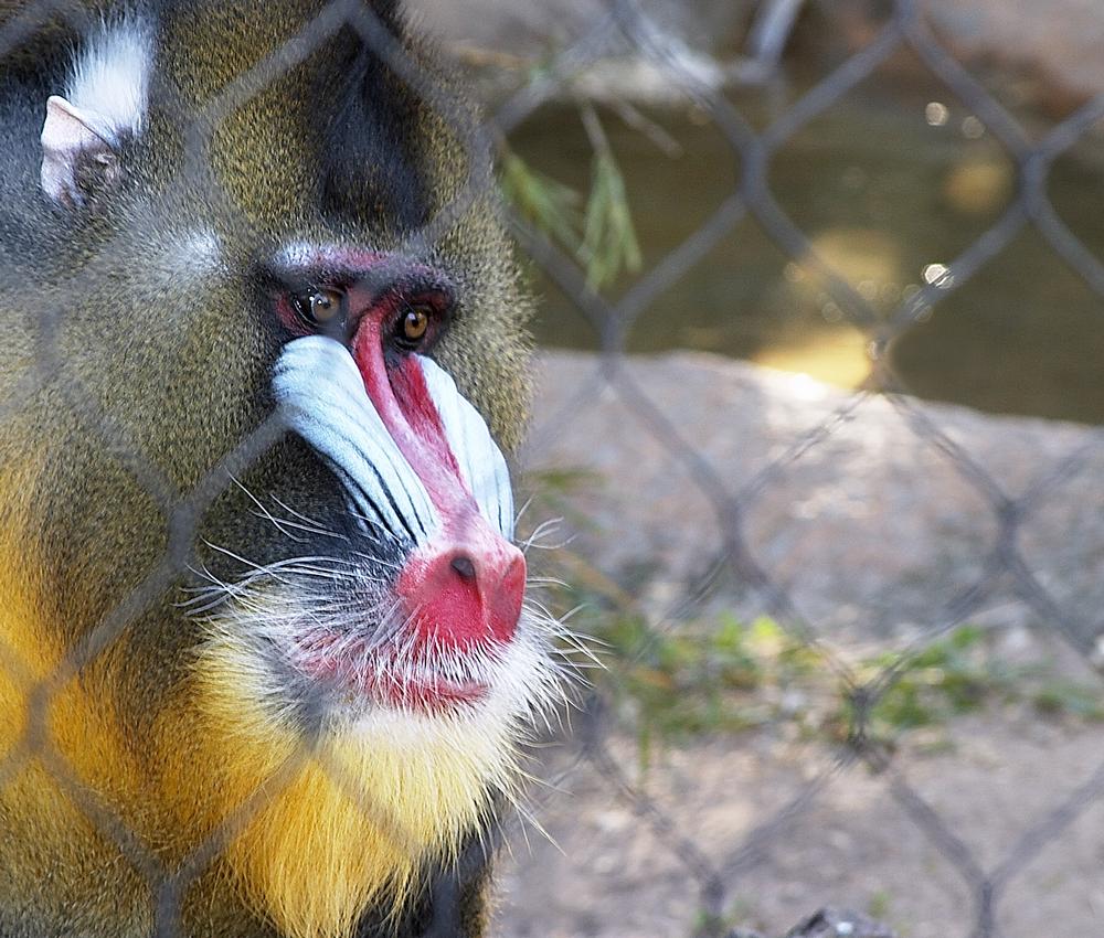 Meet Exotic Species and Conservation Stories at Houston Zoo