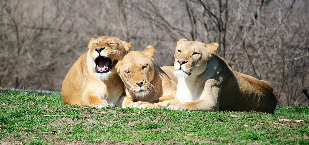 Discover Global Habitats and Kid-Friendly Fun at Kansas City Zoo