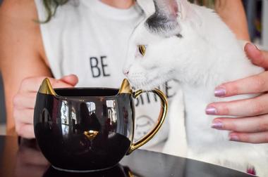 Cat Therapy | Santa Barbara Coffee Shops