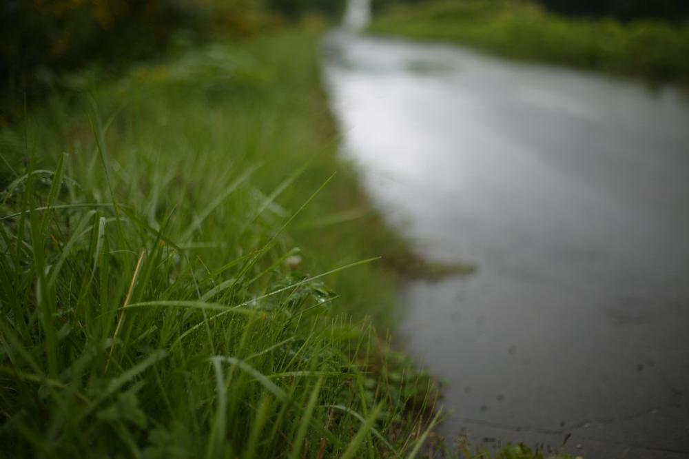 Hike Through Rare Wetlands on the Bishop's Bog Preserve Trail