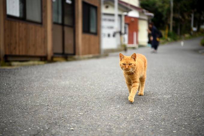 Tashirojima