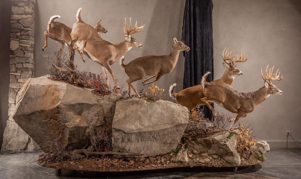 Explore the World of Outdoor Sports and Wildlife at the Wildlife Sports and Educational Museum