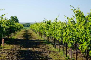 Belle Joli Winery Tasting Room