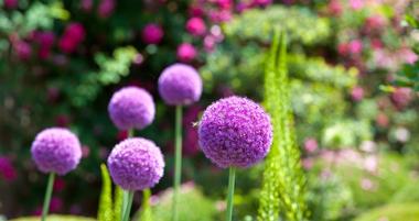 The Cheyenne Botanic Gardens