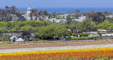 The Flower Fields