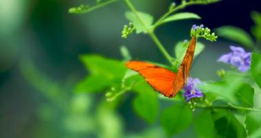 The Key West Butterfly and Nature Conservatory