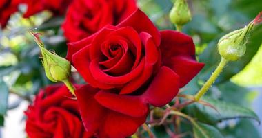 The Morcom Rose Garden