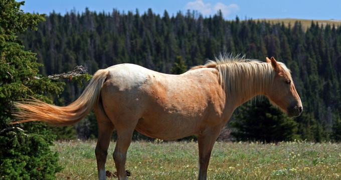 The Pryor Mountains