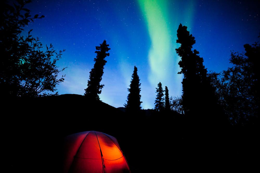 Explore Wild Landscapes and Wildlife in Denali National Park