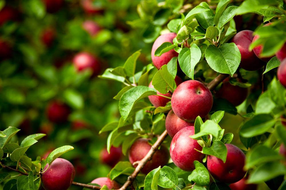 Pick Your Own Produce and Enjoy the Seasons at Butler’s Orchard