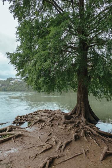 Red Bud Isle | These Austin, TX Parks Are Great For a Family Stroll or a Picnic