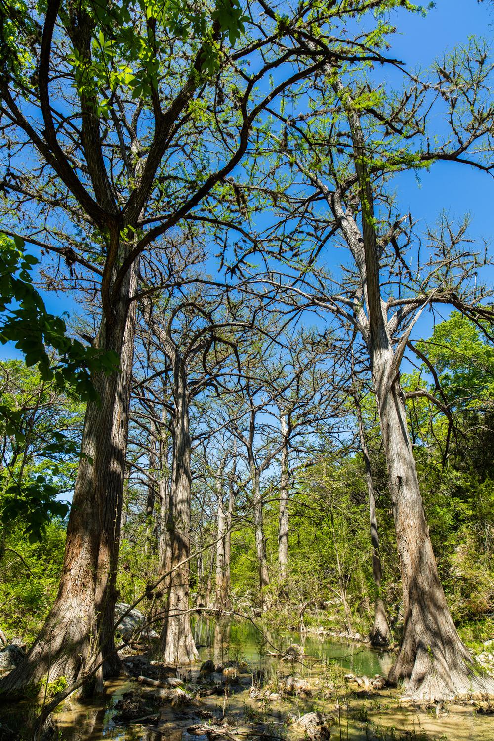 Turkey Creek Trail