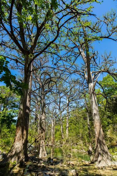 Turkey Creek Trail | Scenic Hiking Trails Near Austin, Texas