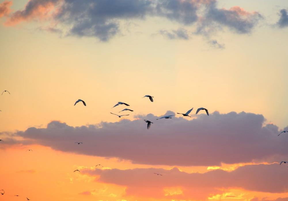 If Birdwatching and Quiet Trails Call You, Wander Crane Meadows Wildlife Refuge