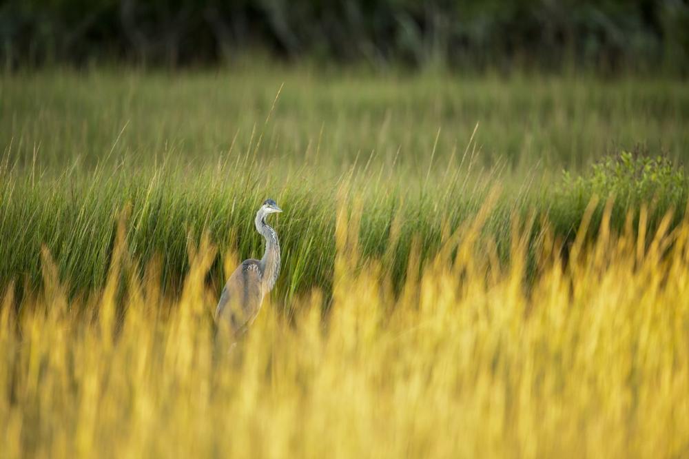 Explore Coastal Ecology and Nature Trails at Lloyd Center for the Environment