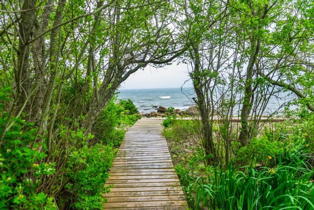 Wander Forest and Salt Marsh at the Frank Knowles-Little River Reserve