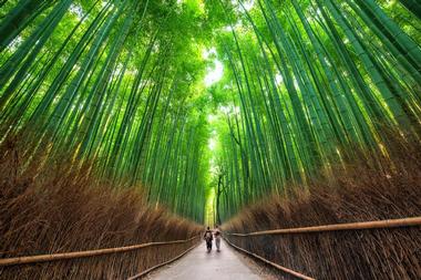 Important Information and Things to Do at Kyoto