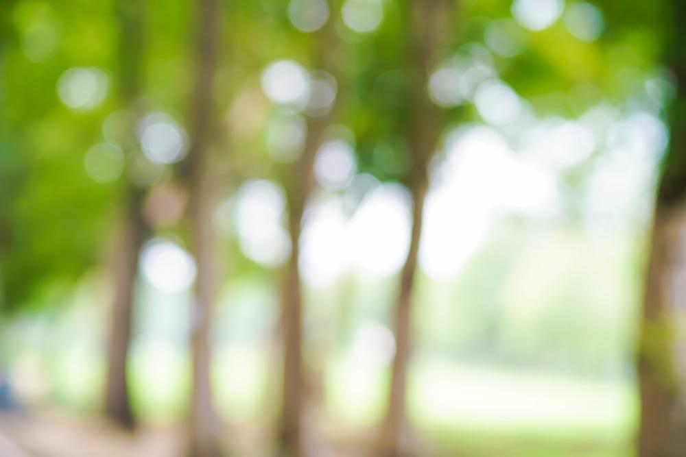 If You Love Nature and Birdsong, Then Visit the Trails at Amy’s Park