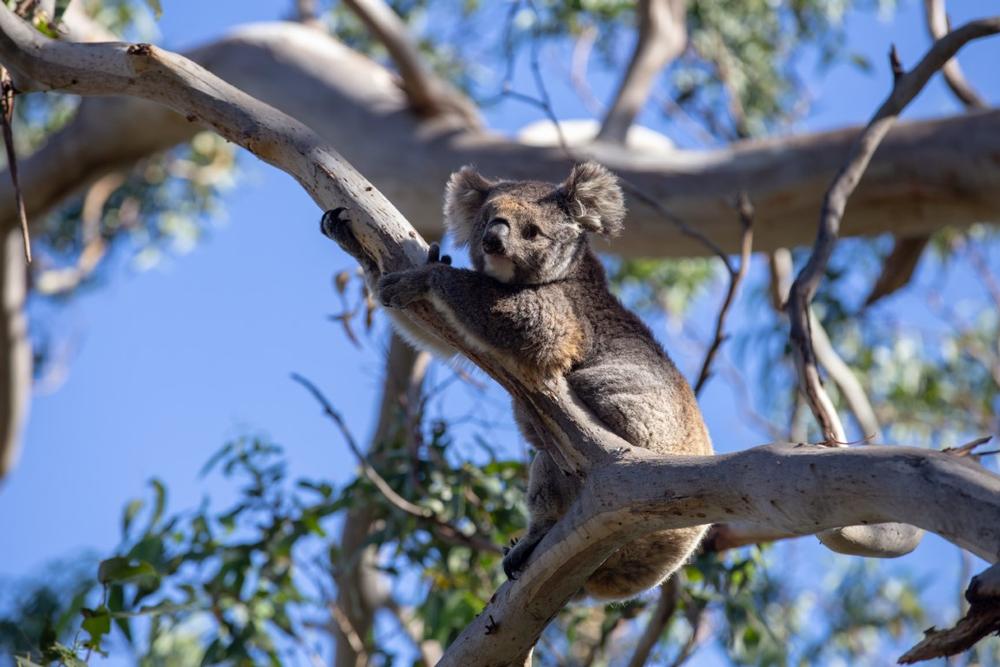 Cuddle Koalas at Currumbin Wildlife Sanctuary