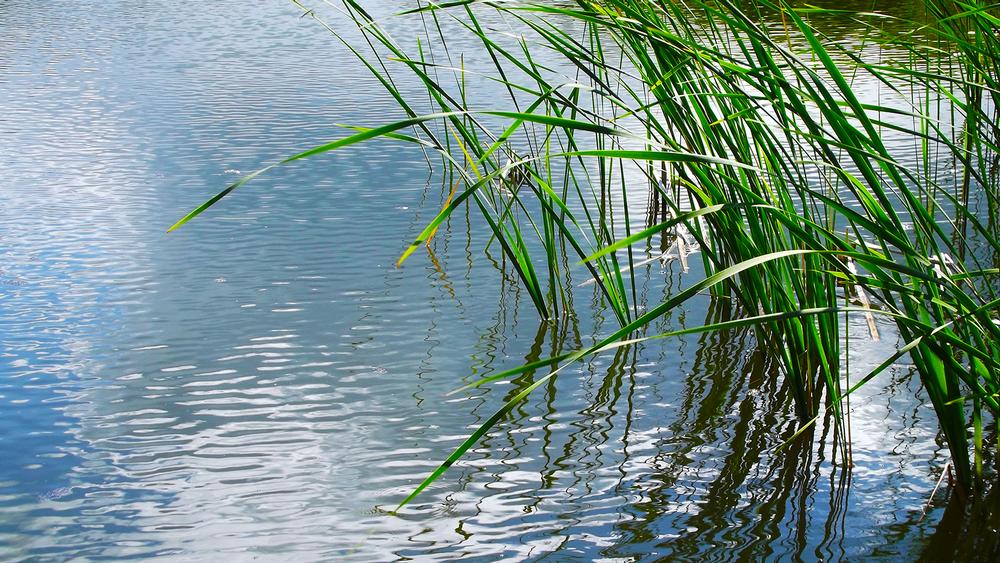 Cast a Line or Birdwatch at Chipeta Lake State Wildlife Area