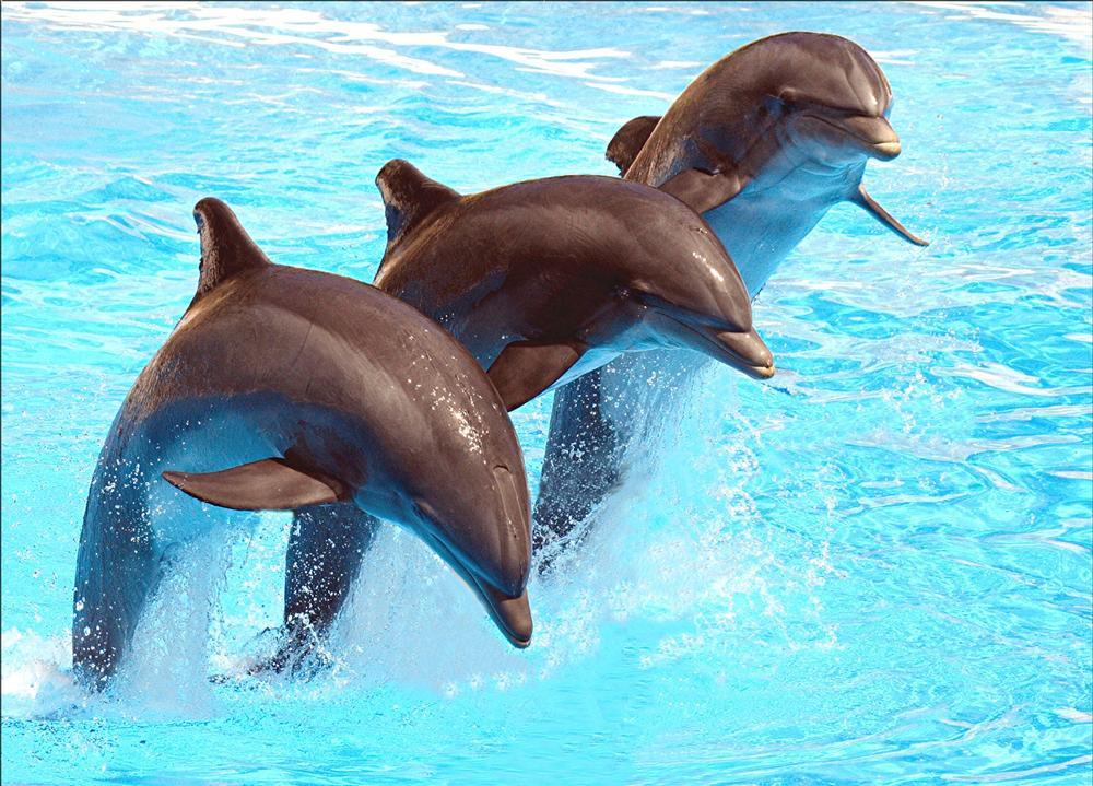 Dive Into Family Fun at Zoomarine Algarve