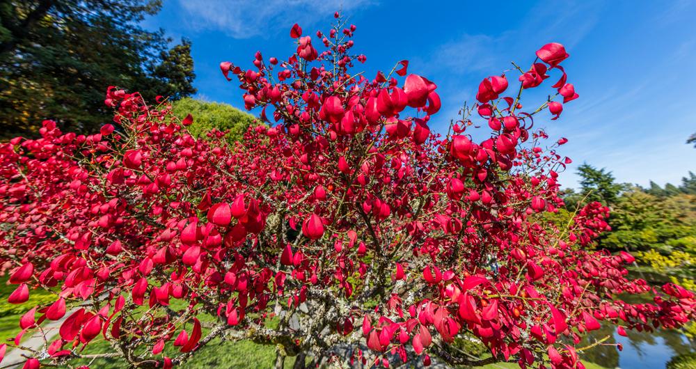 University of Washington Botanic Gardens, the Washington Park Arboretum