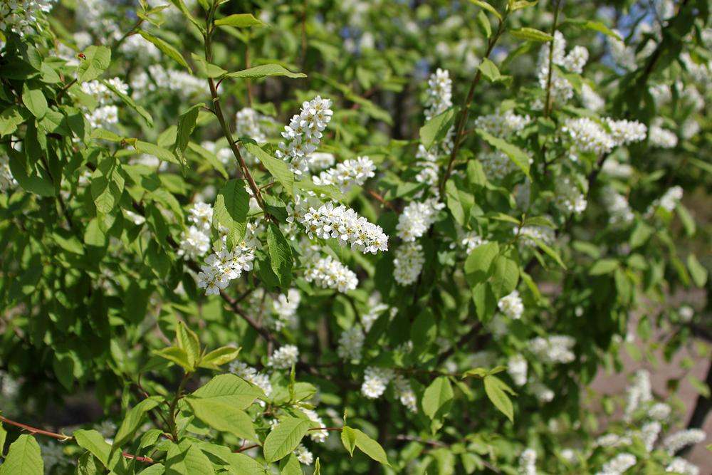 Stroll Through Local Flora at Conejo Valley Botanical Garden