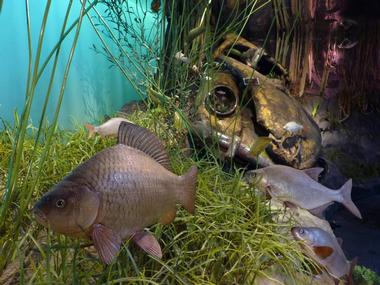 Natuurmuseum Fryslan