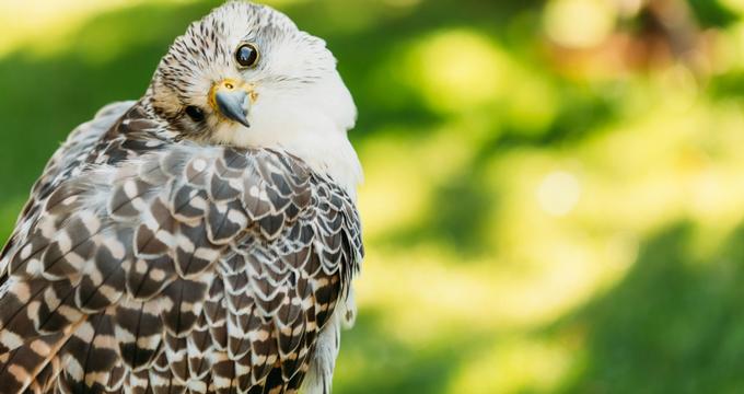 Pacific Northwest Raptors