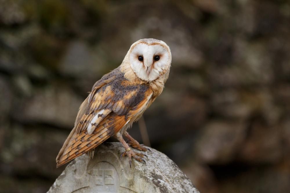 Get Wild at Sulphur Creek Nature Center